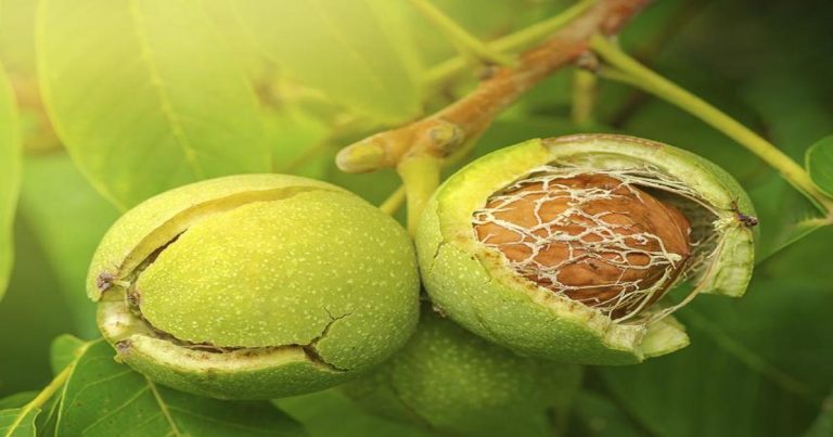 Nucile sunt niște alimente vindecătoare. Iată cum este bine să le prepari