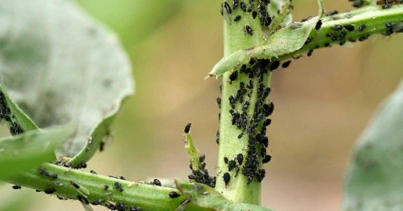 5 Soluții naturale pentru alungarea dăunătorilor