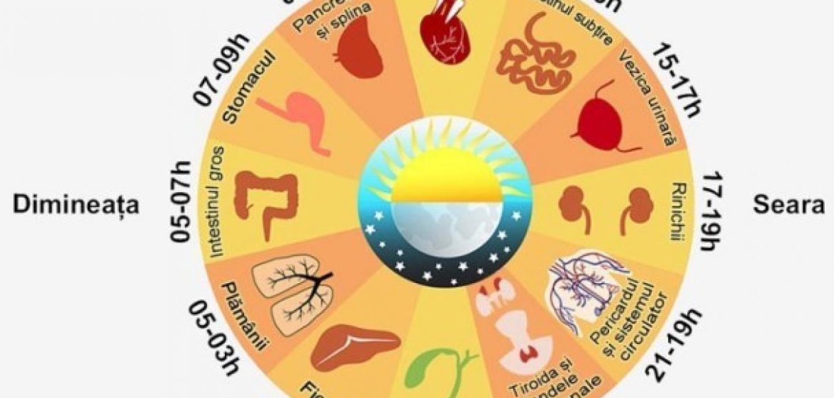 Ceasul Biologic al Organismului - Iată la ce or se reface organismul