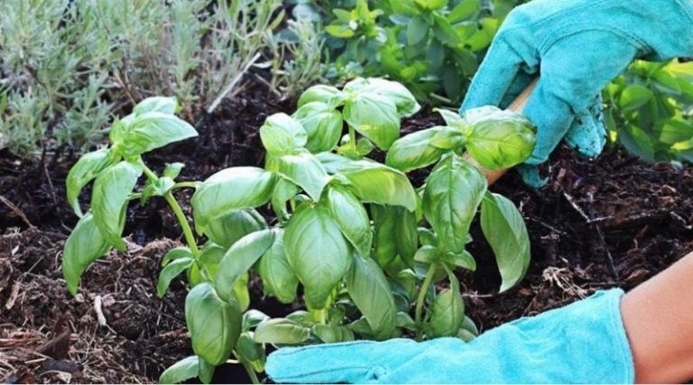 Iată ce se intâmplă dacă plantezi busuiocul lângă alte plante