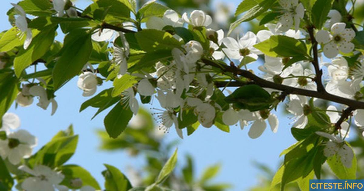 Nu te-ai gândit niciodată că le poți consuma - Frunzele de pun și beneficiile acestora