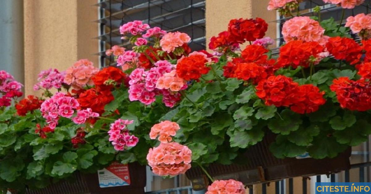 Soluție care a ajută mușcatele să înflorească