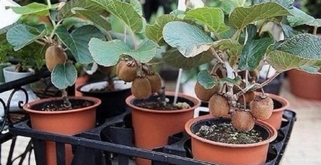 Cum să crești kiwi acasă