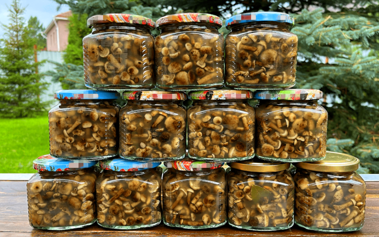 Ghebe (opintici) murate după rețeta bunicii – metoda simplă și delicioasă pentru iarnă