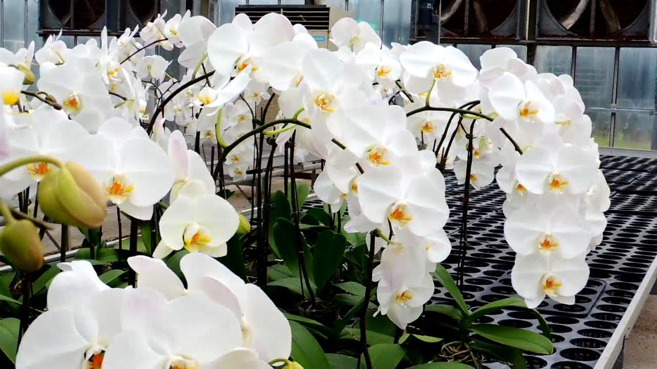 Acest amestec ajută florile de interior să înflorească - Truc recomandat de florarii profesioniști