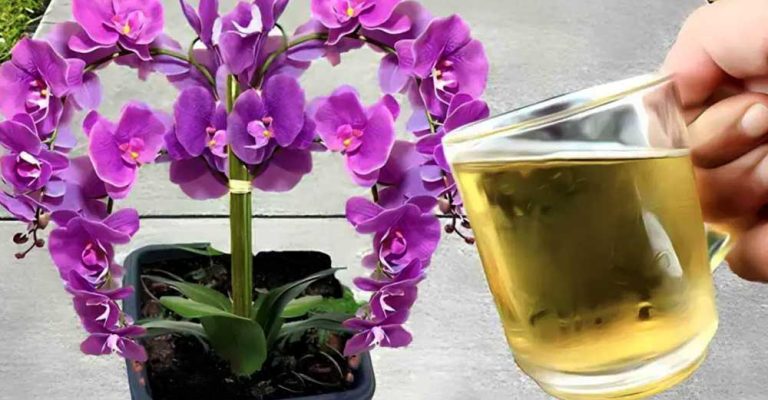 Udă Orhideea cu Această Soluție - Vei Rămâne Uimită Cât de Repede Inflorește