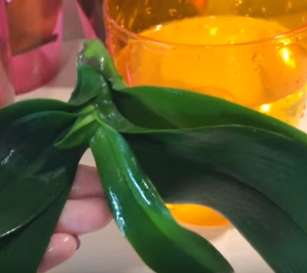 Iată cum poți readuce la viață orhideea