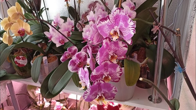 Vrei ca orhideea să înflorească? Folosește acest truc cu usturoi!