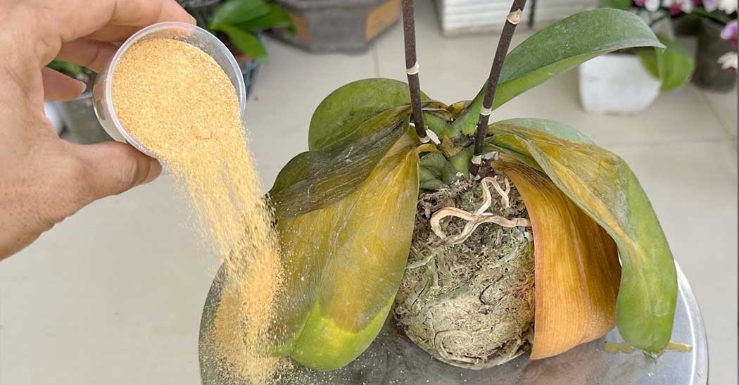 Efectul său rapid vă va repara chiar și o orhidee putrezită!