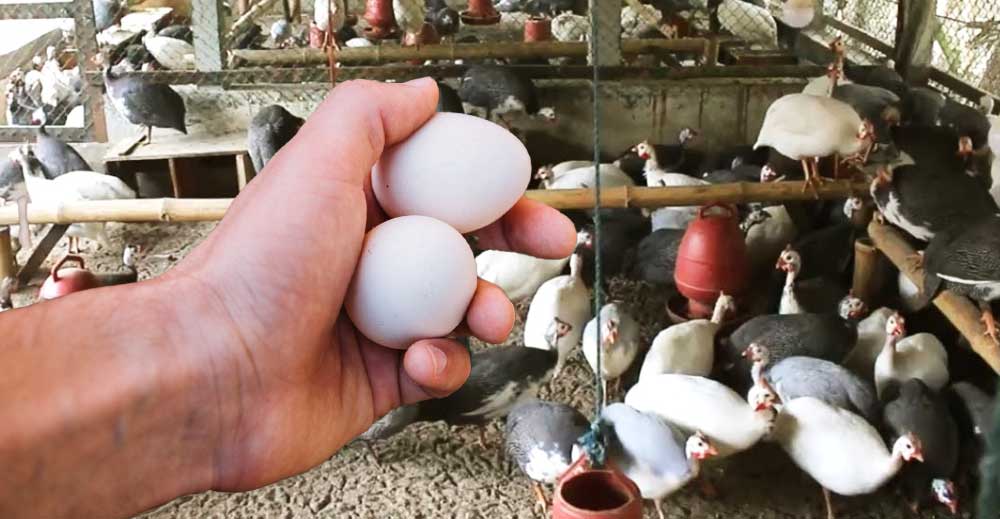 Ai mâncat vreodată OUĂ DE BIBILICĂ? Au un gust EXCEPȚIONAL și sunt super BOGATE in MACRONUTRIENȚI