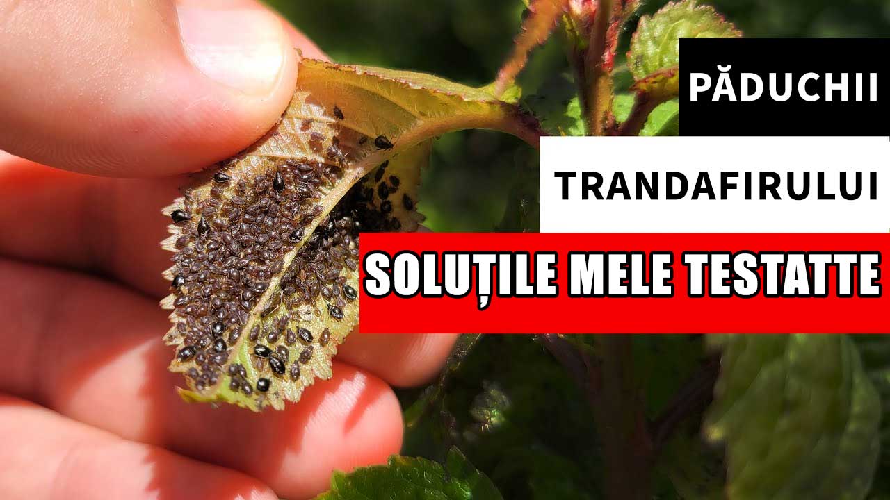 Aftide / Păduchii de trandafirului - TRATAMENTE pentru COMBATERE