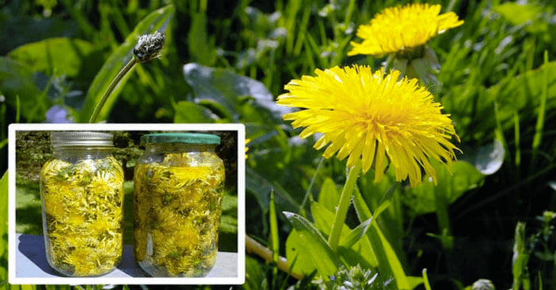 Păpădia tratează o mulțime de afecțiuni - folosește sirop și ceai de păpădie