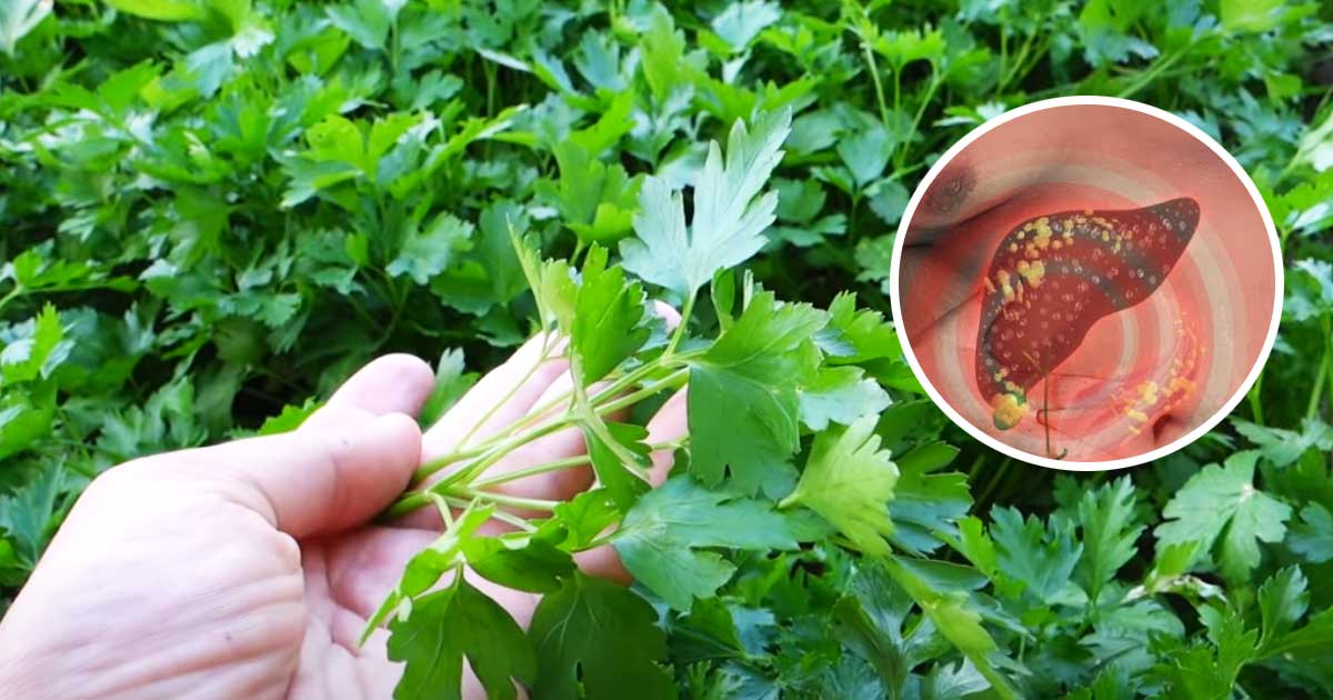 Beneficiile terapeutice ale pătrunjelului! Rețetă pentru o imunitate puternică