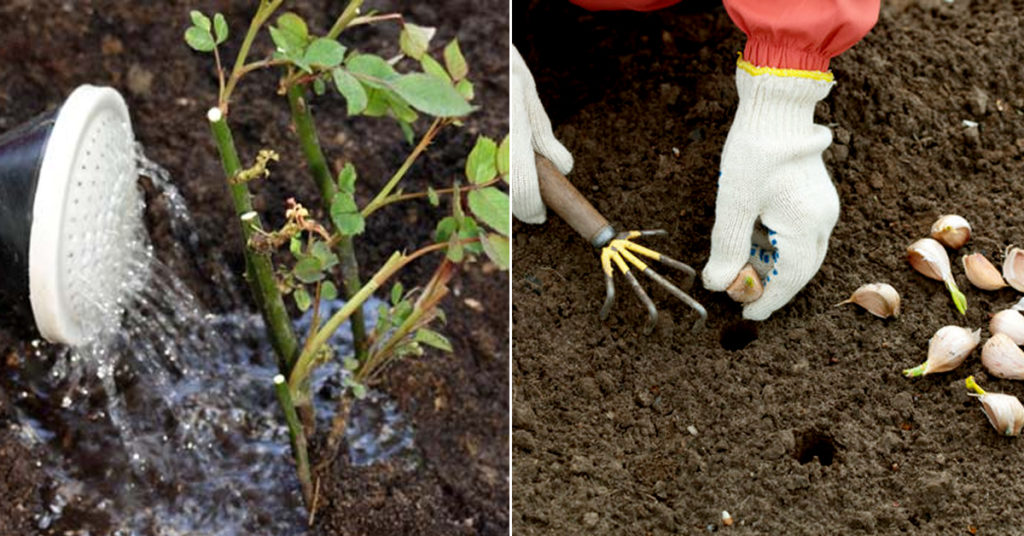 Cum să organizezi paturile de legume pentru o recoltă cum n-ai mai avut