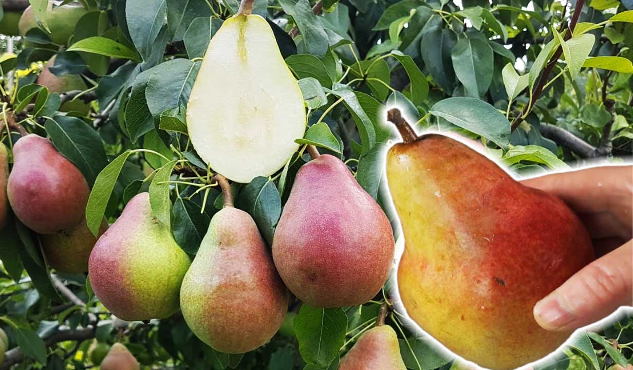 Perele - un fruct ROMÂNESC cu BENEFICII asupra sănătății dar și foarte gustos. Vezi ce efecte are în organism