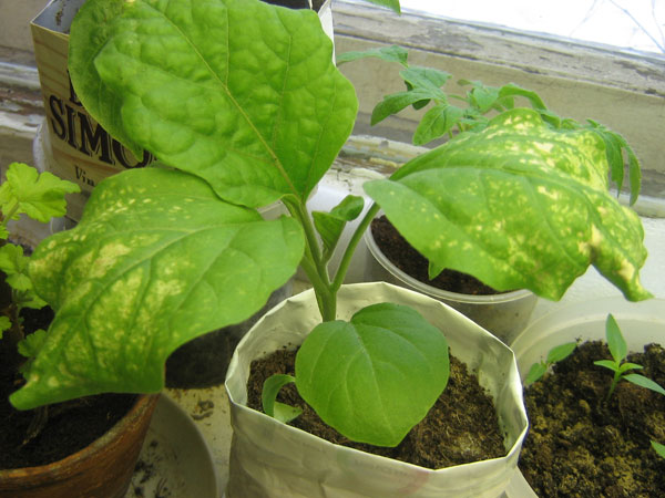 Pete albe pe frunzele de vinete: de ce apar? Tratamente și combatere