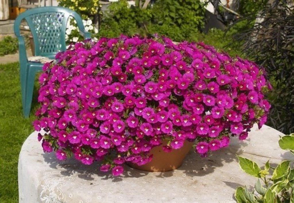 Formula secretă pentru petuniile cu flori bogate - Iată ce trebuie să faci