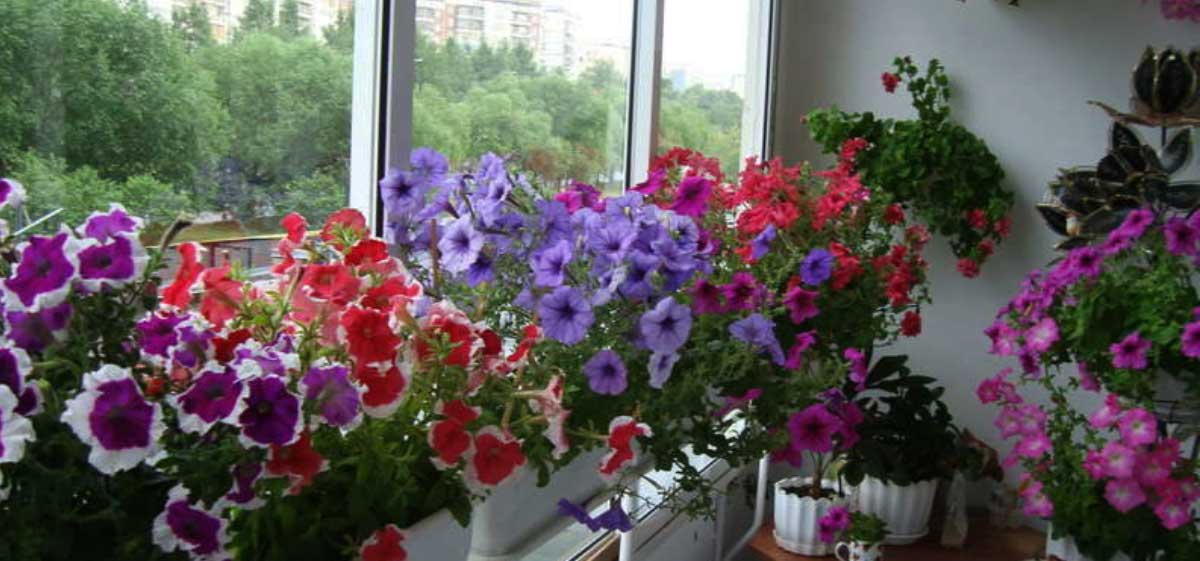 Petuniile vor înflori toată vara! Secretul este foarte simplu