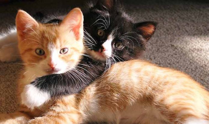 Știai că Pisicile au Efect Terapeutic? Iată De Ce Să Ai Și Tu O Pisică În Casă