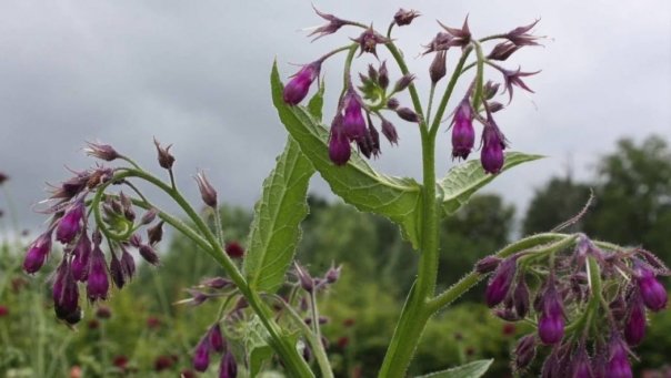 Aceasă plantă crește în România și tratează sute de boli. Românii abia știu de existența ei