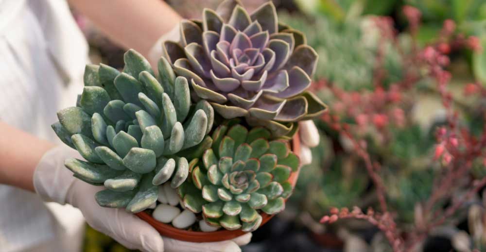 Urechelnita (Sempervivum tectorum) - mai puternică decât aloe vera. Vezi proprietatile medicinale si cum se folosește