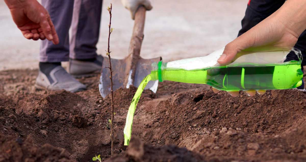 Află DE CE nu se prind POMII FRUCTIFERI după ce îi PLANTEZI