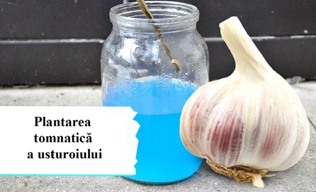 Când și cum se plantează usturoiul? Iată tot ce trebuie să știi despre acesta