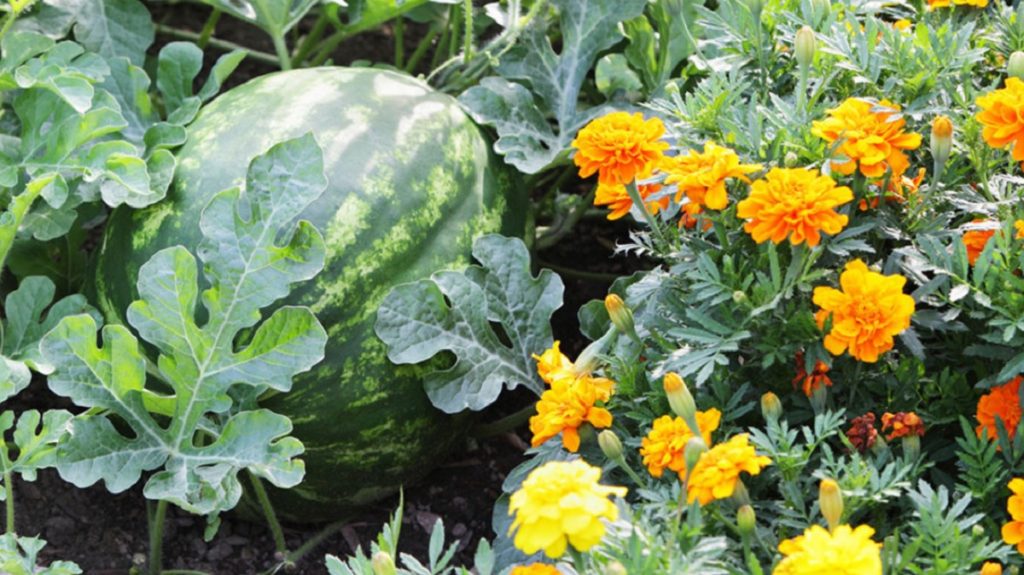 Unele plante trebuie să crească unele lângă altele - Iată care sunt acestea