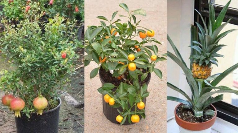 Pomi Fructiferi in Ghiveci - piersici