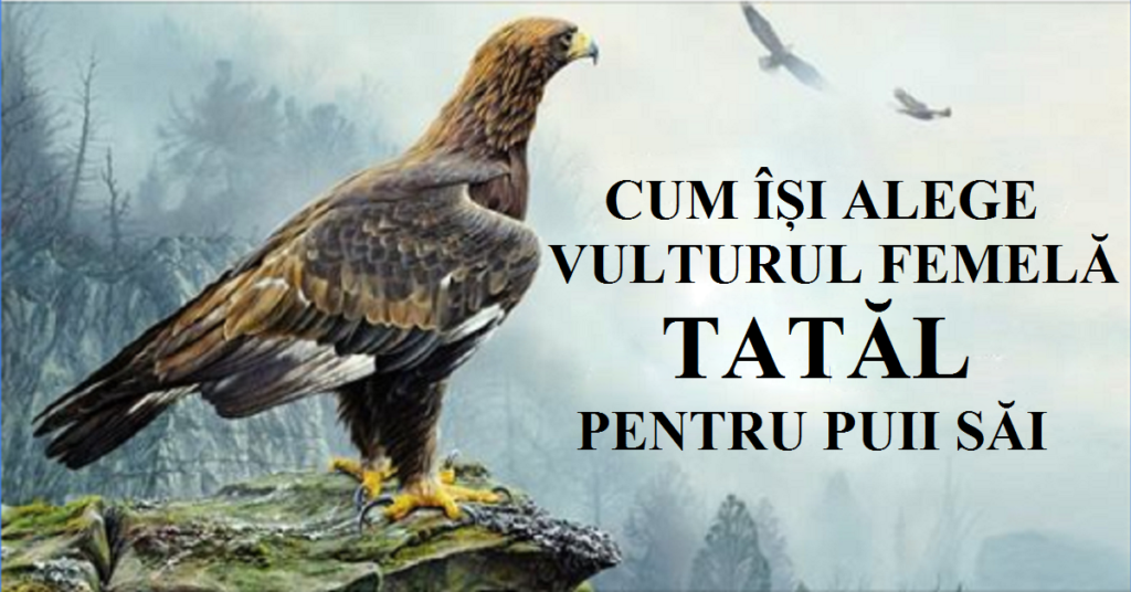 Cum alege vulturul femeie cine să fie tata puilor - Povestioară cu pildă