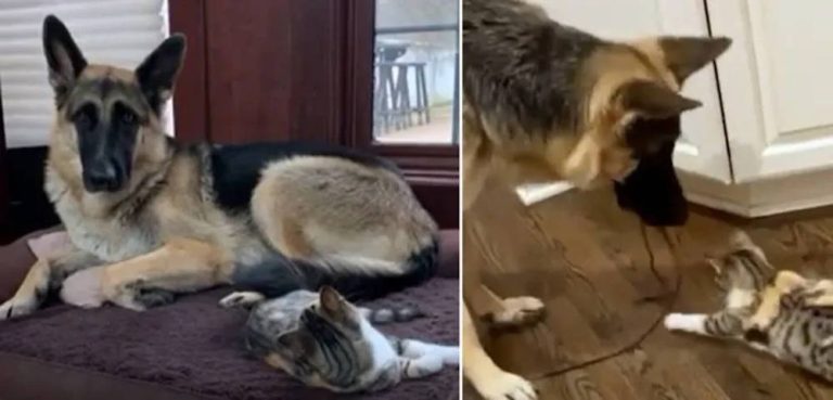 Câinele care învață pisica să devină mai curajoasă - îi aduce jucăriile și se joacă împreună