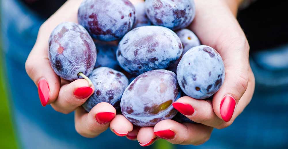 PRUNELE - ajută CREIERUL și ÎMBUNĂTĂȚESC memoria. Doamne