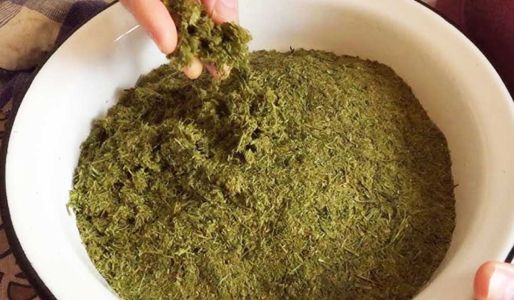 PULBERE din MUGURI DE BRAD - Întinerește ORGASNISMUL și pregătește SISTEMUL IMUNITAR