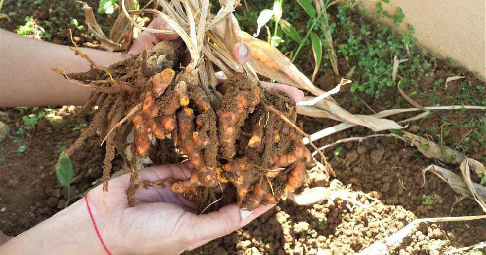 Curcuma (turmericul) înlocuiește o gamă largă de medicamente. Vezi ce efecte are