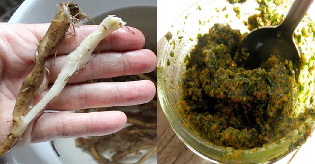 Rădăcina păpădiei sunt cea mai importantă parte! Digestiv și foarte bun antiinflamator