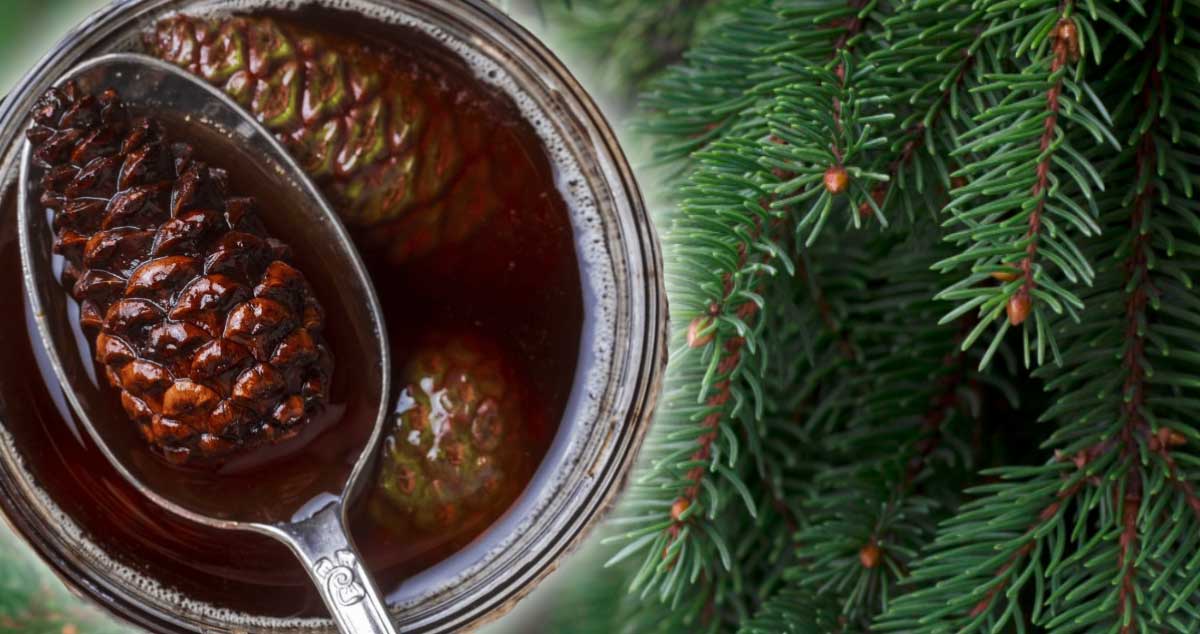 RĂȘINA de BRAD - Remediul PĂDURII pentru RĂCELI