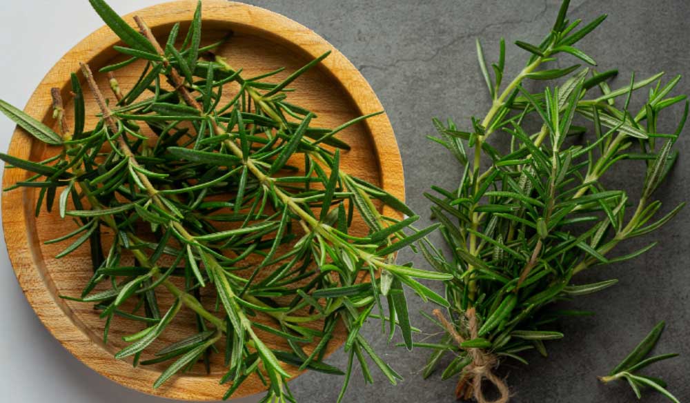 ROZMARIN  - Oprește CĂDEREA PĂRULUI și ajută în ARTRITĂ