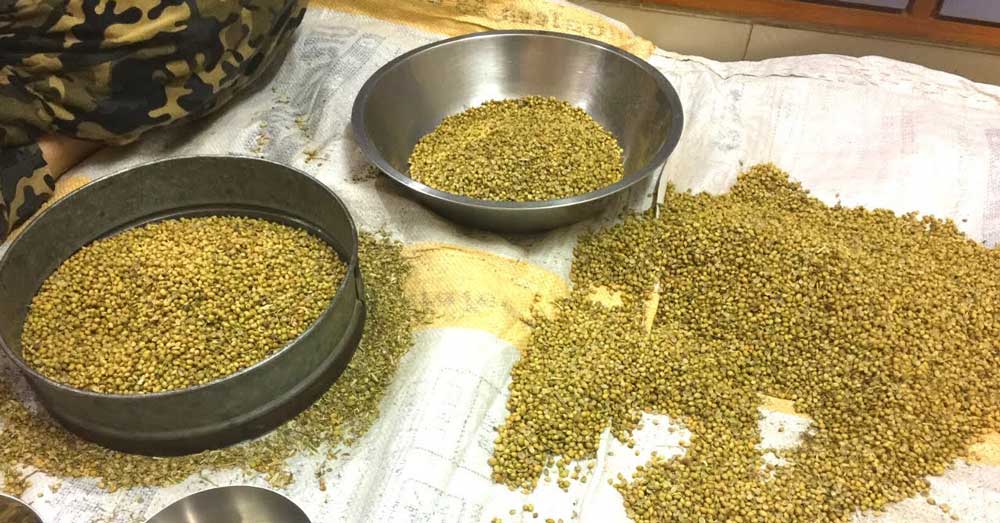 Semințele de coriandru sunt benefice pentru glanda tiroidă