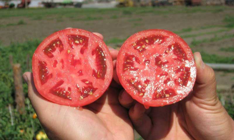 Cum să colectezi corect semințele din roșii: instrucțiuni pas cu pas