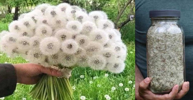 Semințele de păpădie au beneficiile surprinzătoare pentru sănătate