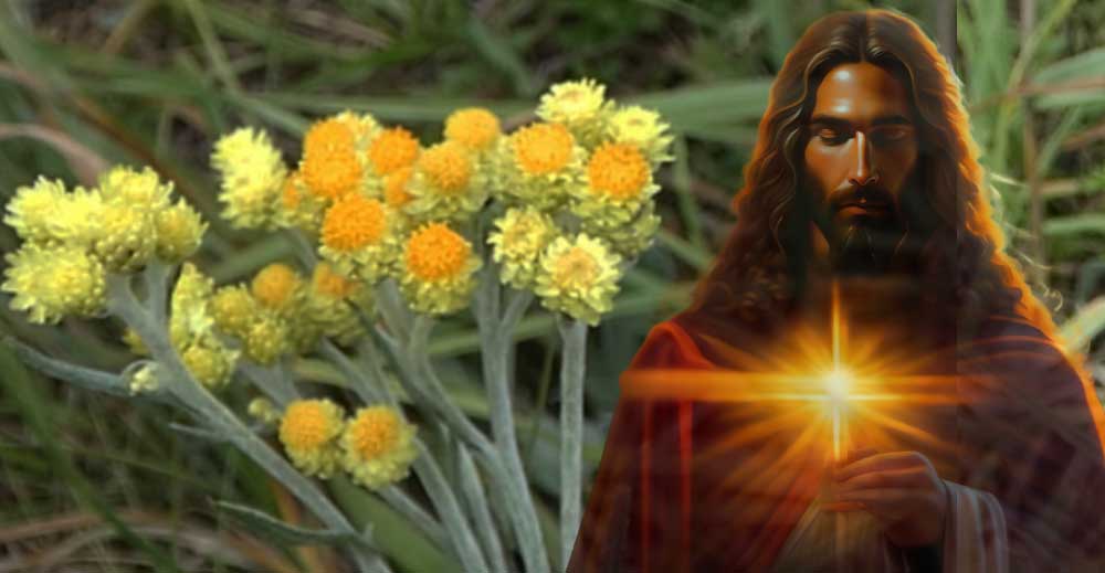 Siminocul -  Vindecă FICATUL și RINICHII cu această plantă ROMÂNEASCĂ. Se găsește de la inceputul verii până toamna