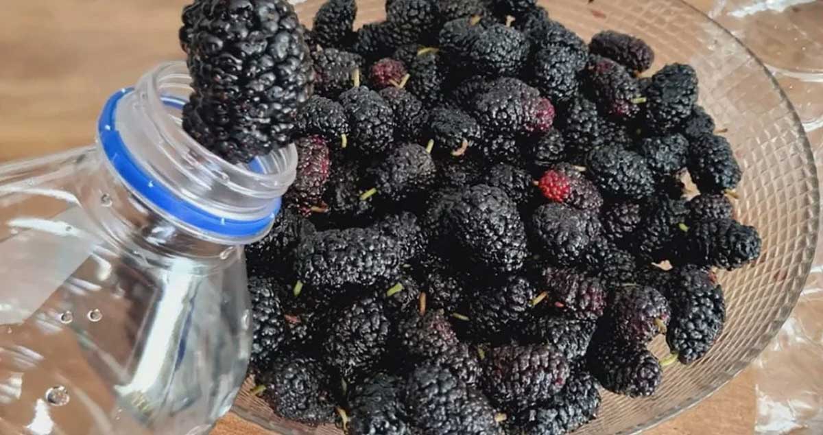 Sirop din dude negre: foarte multe beneficii și foarte bun