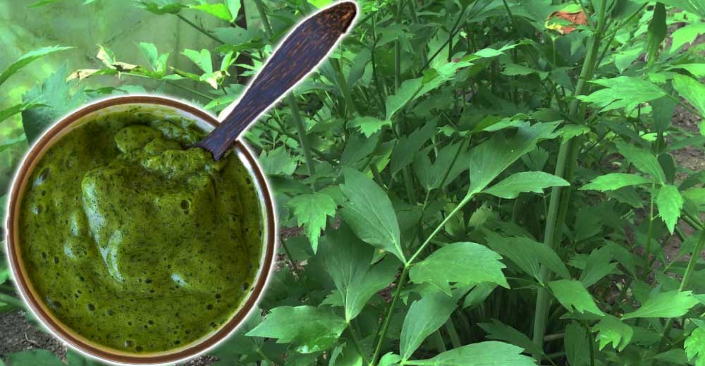 SIROP DE LEUȘTEAN - un condiment EXCELENT.  Vezi cum se prepară