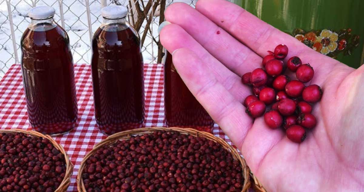 Rețetă de SIROP de PĂDUCEL - Este un TONIC excelent pentru INIMĂ care AJUTĂ CIRCULAȚIA