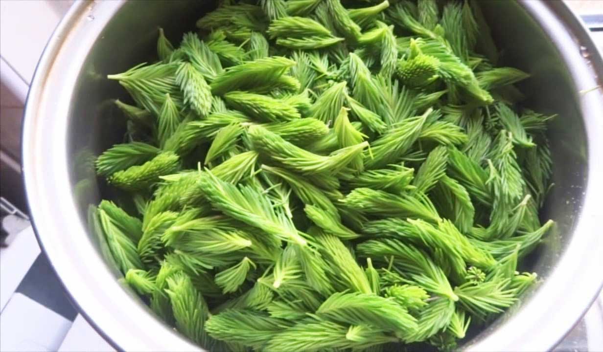 Siropul de Brad - ELIXIRUL de care avem NEVOIE în bolile PULMONARE (5 rețete de sirop