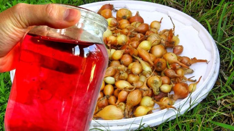 Tratați întotdeauna ceapa cu această soluție înainte de plantare pentru a o proteja împotriva dăunătorilor