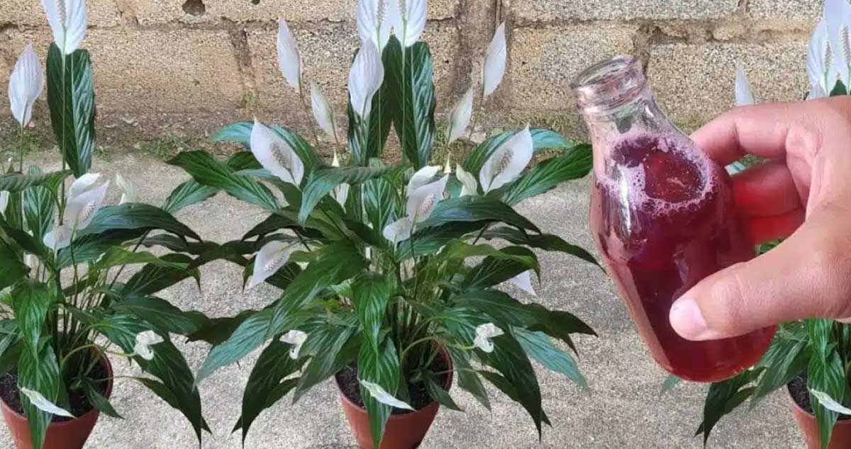 Soluție pentru înflorirea plantelor de apartament (și grădină) – făcută acasă!