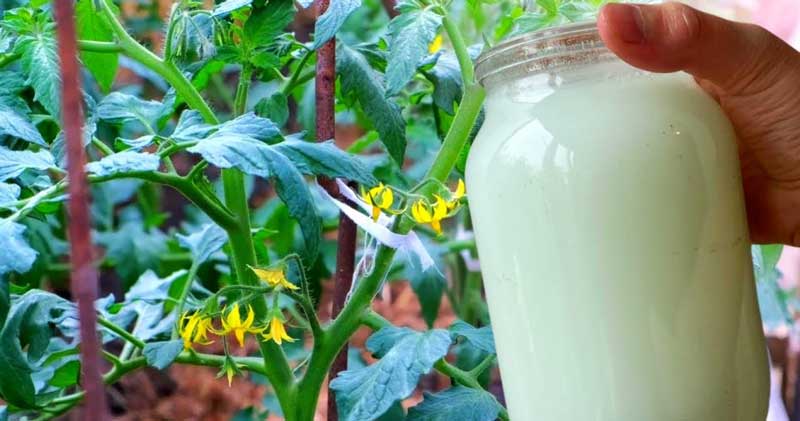 Trucul BUNICII pentru a accelera natural CREȘTEREA PLANTELOR și pentru a ține departe dăunătorii