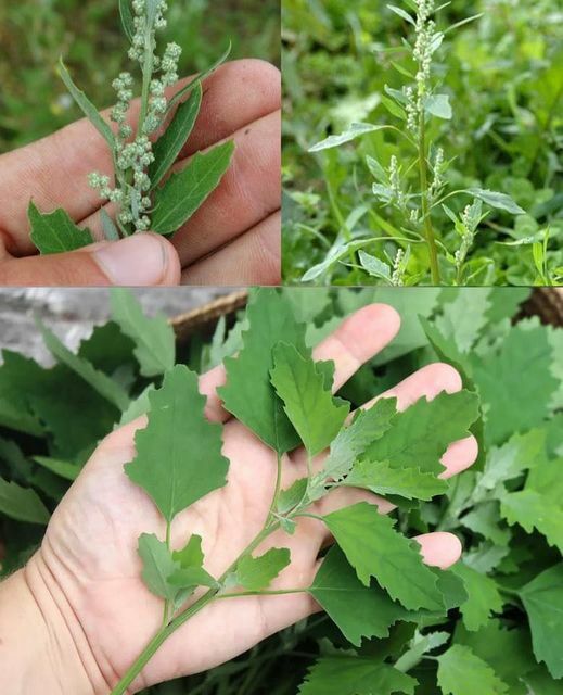 Spanacul splbatic (laba gâștii) - Superalimentul Verde Subestimat Din Propria Curte