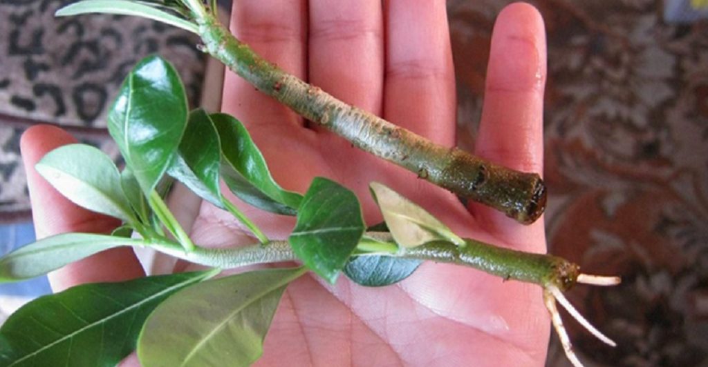 Soluții naturale pentru creșterea rădăcinilor - Aceste ingrediente banale pot stimula creșterea plantelor tale